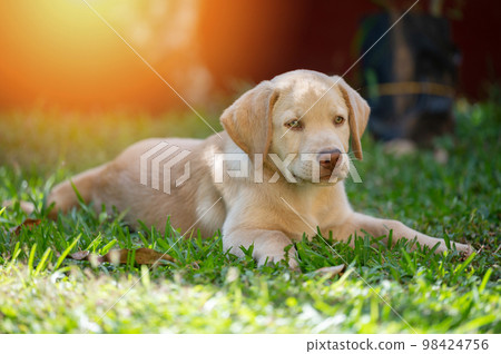 Portrait of laying labrador puppy 98424756