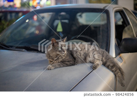 Cat on the hood of the car in Rhodes, Greece. 98424856