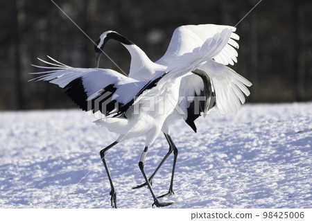 red-crowned crane dance 98425006