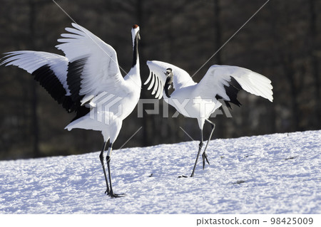 red-crowned crane dance 98425009