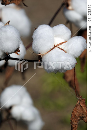 White fluffy fluff that wraps seeds that survive the winter White fluffy fluff that wraps seeds that survive the winter 98425222