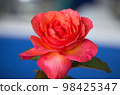 Closeup of a dark pink rose in full bloom 98425347