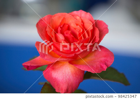 Closeup of a dark pink rose in full bloom Closeup of a dark pink rose in full bloom 98425347