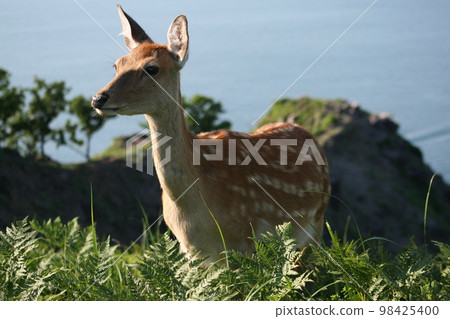 Wild deer you can touch in Shiretoko 98425400