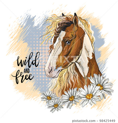 Portrait of a pinto horse and camomiles vector illustration isolated 98425449