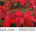red and black leaves 98425505