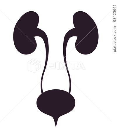 Urinary system anatomy. Incontinence biology infection uti, ureter kidney bladder vector black 98425645