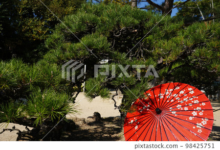 Pine tree and red Japanese umbrella Pine tree and red Japanese umbrella 98425751