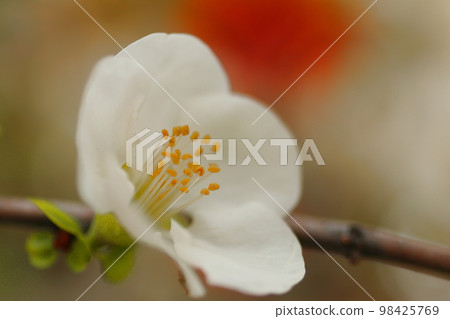 茶花 茶花 98425769