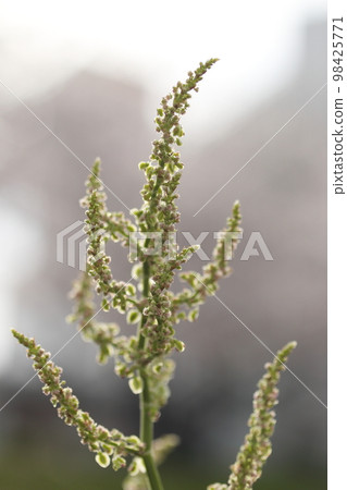 稗草 稗草 98425771