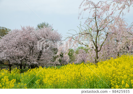 盛開的櫻花 上尾丸山公園 春景 98425935