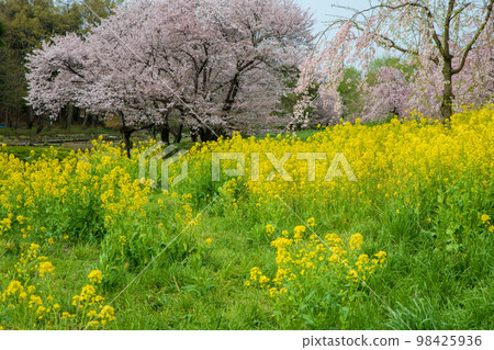 盛開的櫻花 上尾丸山公園 春景 98425936