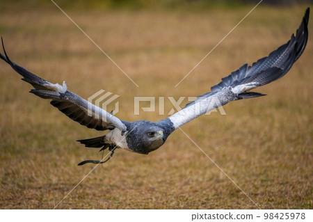Flight scene of a hawk flying over the ground 98425978