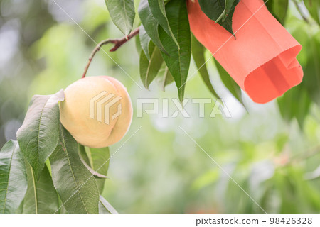水果王國岡山的清水白桃 水果王國岡山的清水白桃 98426328