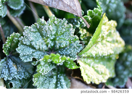 Hakushu Town, Hokuto City, frost on Aoi leaves on a cold morning 98426359