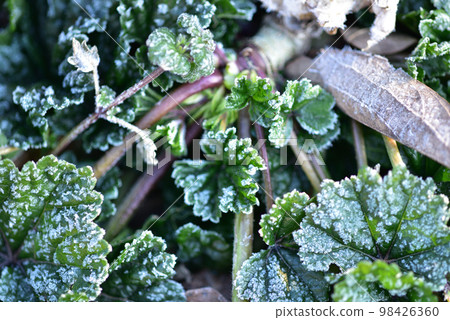 Hakushu Town, Hokuto City, frost on Aoi leaves on a cold morning 98426360
