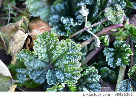 Hakushu Town, Hokuto City, frost on Aoi leaves on a cold morning Hakushu Town, Hokuto City, frost on Aoi leaves on a cold morning 98426361