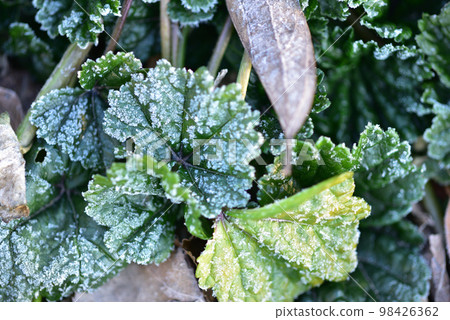 Hakushu Town, Hokuto City, frost on Aoi leaves on a cold morning Hakushu Town, Hokuto City, frost on Aoi leaves on a cold morning 98426362