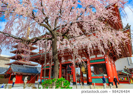 Tokyo Taito Ward Sensoji Temple and cherry blossoms in full bloom Tokyo Taito Ward Sensoji Temple and cherry blossoms in full bloom 98426484