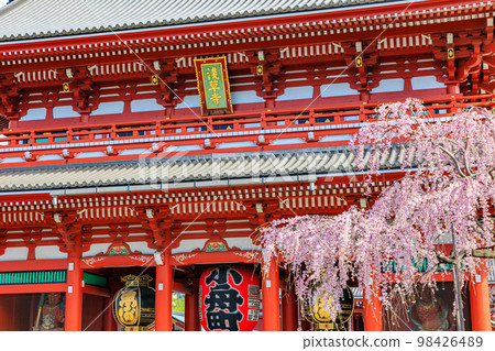Tokyo Taito Ward Sensoji Temple and cherry blossoms in full bloom Tokyo Taito Ward Sensoji Temple and cherry blossoms in full bloom 98426489