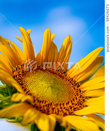 Midsummer Sunflower 98426873