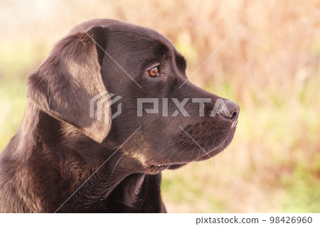 Profile of a labrador retriever dog on a green background. Beautiful young dog. Animal, pet. 98426960