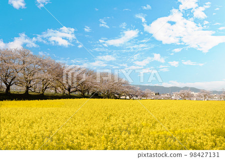 Cherry blossoms and field rape blossoms Cherry blossoms and field rape blossoms 98427131