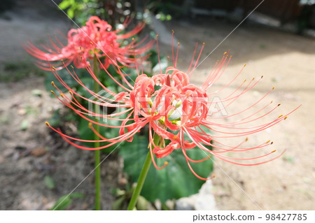 Cluster amaryllis Cluster amaryllis 98427785