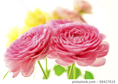 Bright gorgeous pretty pink and yellow flowers in the image of spring 98427819