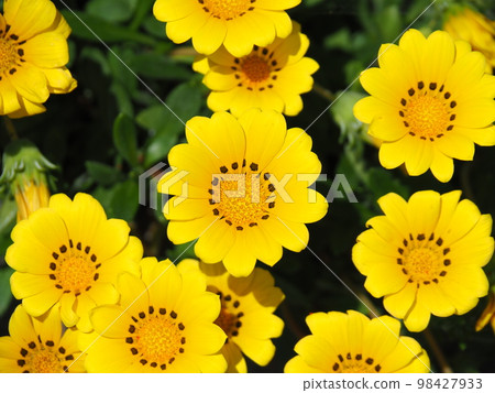 盛開的黃色雜色菊(鳥瞰圖) 盛開的黃色雜色菊(鳥瞰圖) 98427933