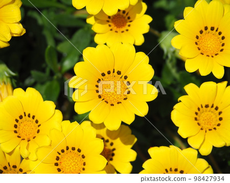 盛開的黃色雜色菊(鳥瞰圖) 盛開的黃色雜色菊(鳥瞰圖) 98427934