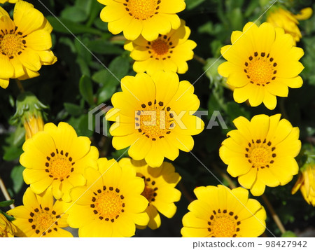 盛開的黃色雜色菊（鳥瞰圖） 98427942