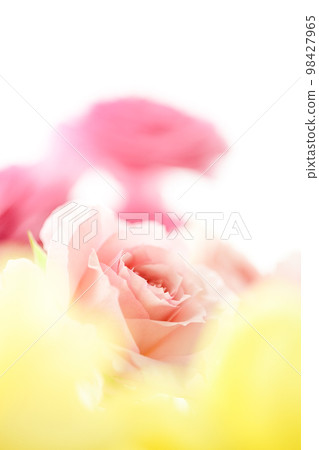 Bright and cute pink and yellow cheerful flowers of spring image 98427965