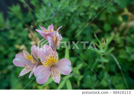 Aristolomelia with characteristic petal shape Aristolomelia with characteristic petal shape 98428113