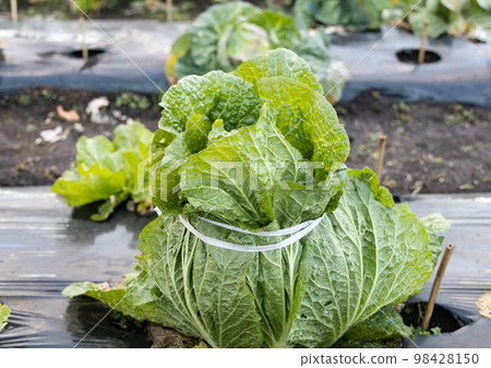 Late autumn: School vegetable farm 98428150