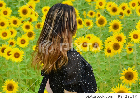 ⑤ in the sunflower field ⑤ in the sunflower field 98428187