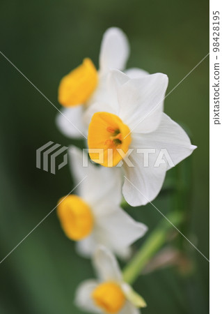 Narcissus 0102 Narcissus 0102 98428195