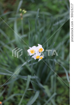 Narcissus 0110 98428217