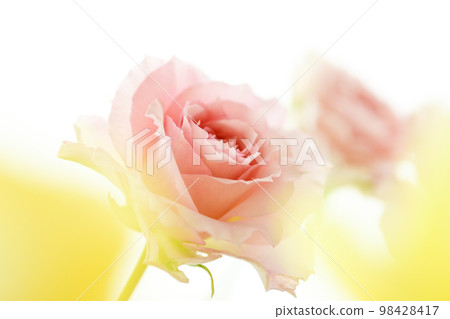 Bright gorgeous pretty pink and yellow rose flowers for spring image Bright gorgeous pretty pink and yellow rose flowers for spring image 98428417