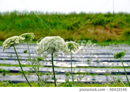 胡蘿蔔花 98428546