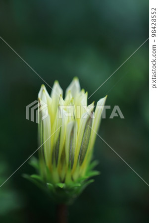 Gazania 0026 98428552