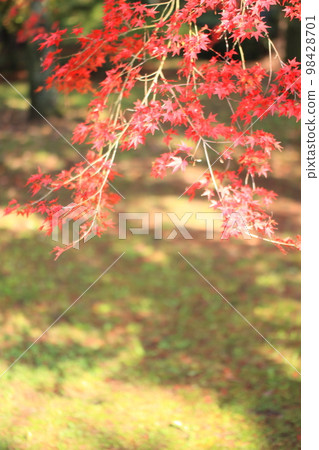 Autumn leaves, ginkgo trees, and wild birds at the Kyoto Imperial Palace Autumn leaves, ginkgo trees, and wild birds at the Kyoto Imperial Palace 98428701