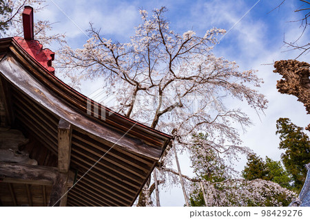 埼玉縣長瀞的春天 法善寺的垂枝櫻花 美田之櫻 埼玉縣長瀞的春天 法善寺的垂枝櫻花 美田之櫻 98429276