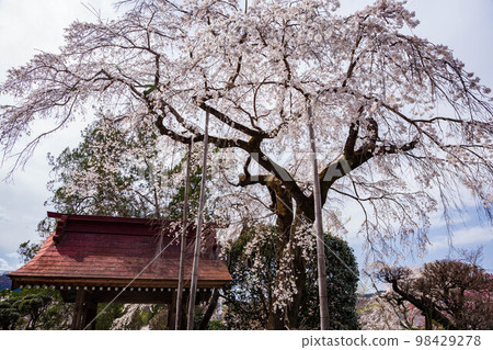 Spring in Nagatoro, Saitama Prefecture Weeping cherry blossoms in Hozenji Temple Mida no Sakura Spring in Nagatoro, Saitama Prefecture Weeping cherry blossoms in Hozenji Temple Mida no Sakura 98429278