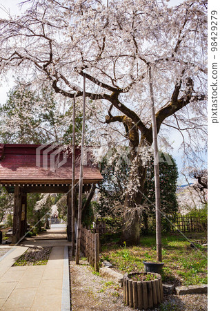 Spring in Nagatoro, Saitama Prefecture Weeping cherry blossoms in Hozenji Temple Mida no Sakura Spring in Nagatoro, Saitama Prefecture Weeping cherry blossoms in Hozenji Temple Mida no Sakura 98429279