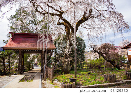 埼玉縣長瀞的春天 法善寺的垂枝櫻花 美田之櫻 埼玉縣長瀞的春天 法善寺的垂枝櫻花 美田之櫻 98429280
