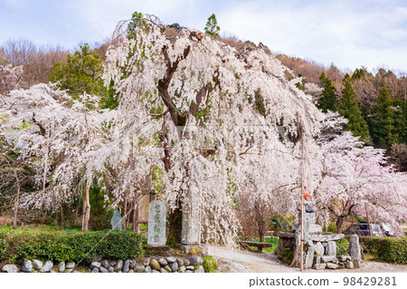 埼玉縣長瀞的春天、法善寺的垂枝櫻花、與樂的地藏櫻 98429281