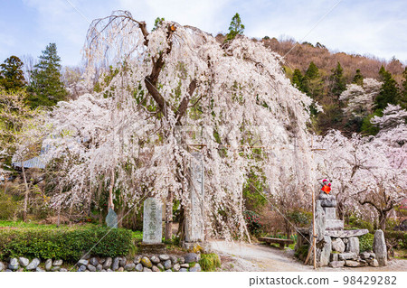 埼玉縣長瀞的春天、法善寺的垂枝櫻花、與樂的地藏櫻 埼玉縣長瀞的春天、法善寺的垂枝櫻花、與樂的地藏櫻 98429282