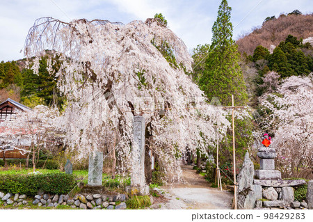 Spring in Nagatoro, Saitama, weeping cherry blossoms in Hozenji, Jizozakura in Yoraku Spring in Nagatoro, Saitama, weeping cherry blossoms in Hozenji, Jizozakura in Yoraku 98429283