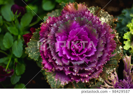 Fukui Green Center 98429587